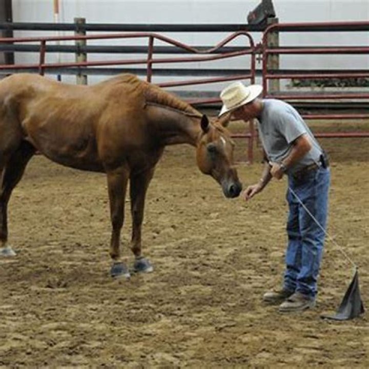 How can I get my horse back?