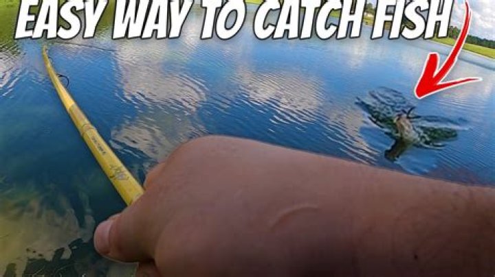 How to catch the Mimic Fish?